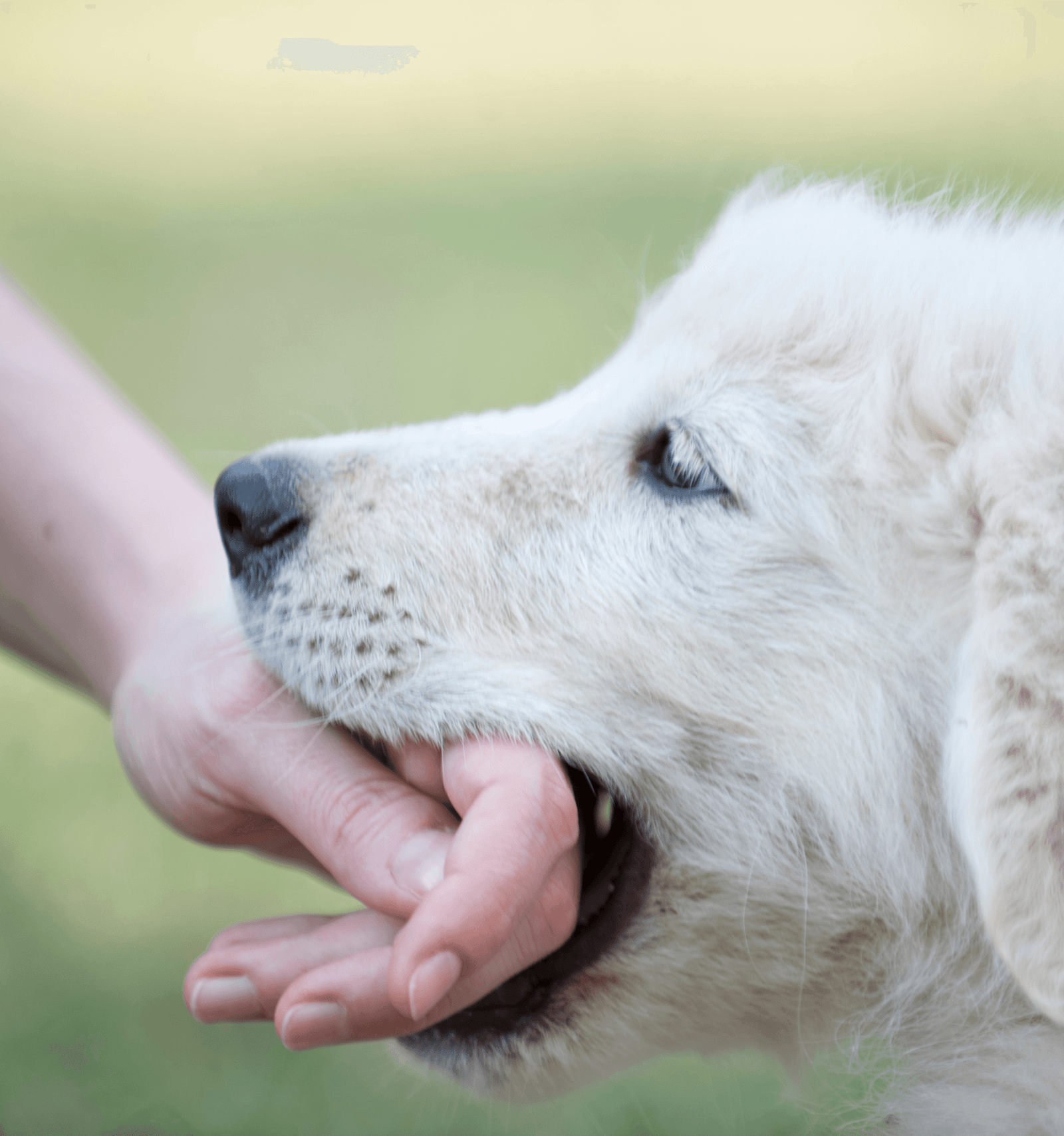 Animal Bites (Dog, Cat)